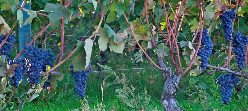 cropped-barolo-grapes2.jpg
